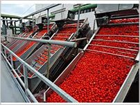 Tomato Powder/Fruit Powder Plant